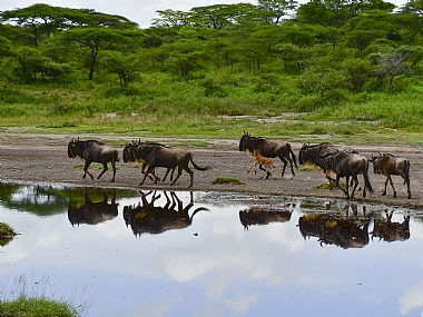 גנו ליד מקוה המים | גנו