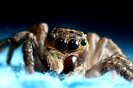 עכביש | עכביש