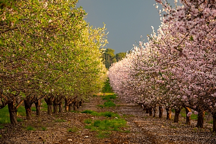 almond blossms