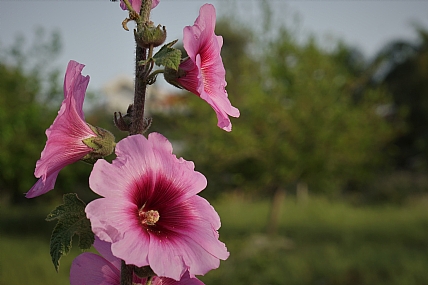 100 מטר מהבית