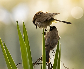 גוזלי בולבול