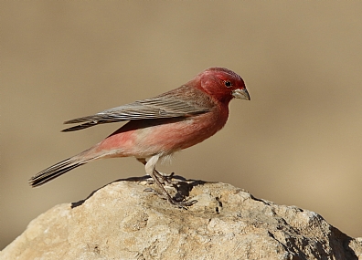 ורדית סיני-זכר 10