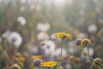 יציאה מהסגר
