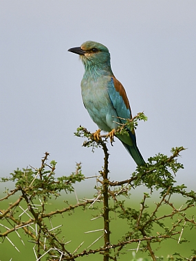 כחל | ציפורים