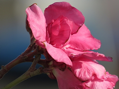 יופי של פרח