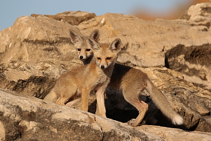 גורי שועלים