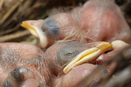 אחים | גוזלים ציפורים