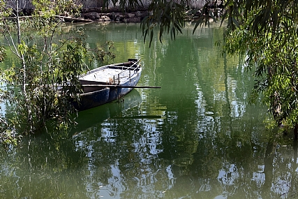 מחפשת צל בין ערבי הנחל