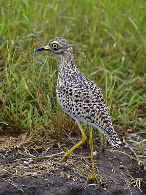 עיניים צהובות | ציפורים