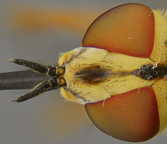 סימטריה | חרק  Extreme macro