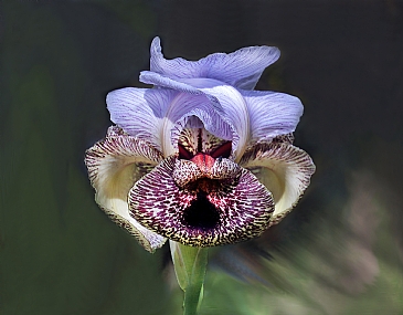 אירוס נצרתי