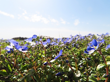 צילום: ינון טל