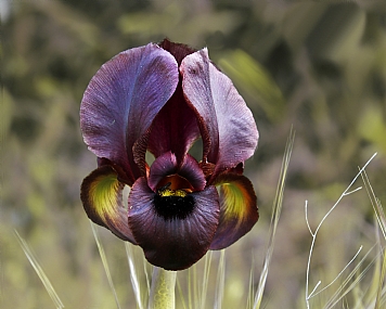 אירוס ארגמן