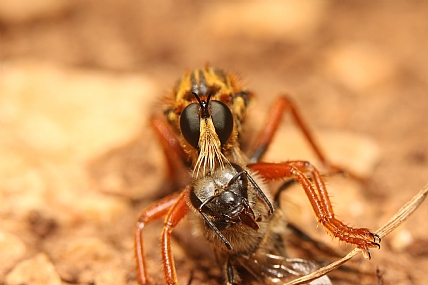 טורף | זבוב טורב