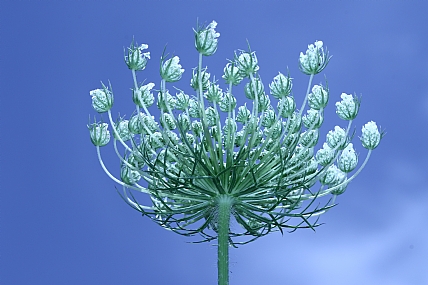 מביט לשמיים | פרח