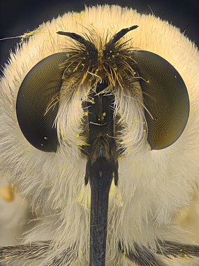 בומביל עם גרגרי אבקנים | זבובים