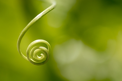 green spiral 1