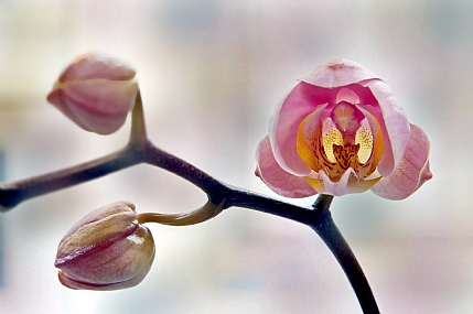 שוב הסחלב פורח 