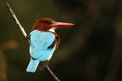 שלדג לבן חזה | ציפור שלדג לבן חזה