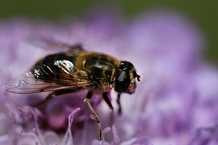 על הפרח | חרק  דבורה