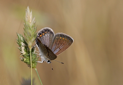 כחליל השברק
