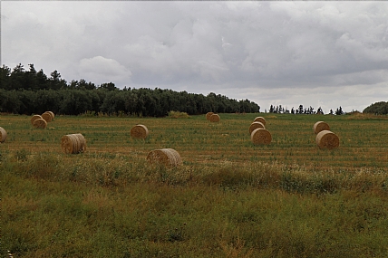 שדה עם חבילות 
