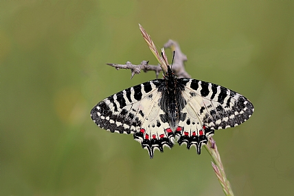 צבעוני צהבהב
