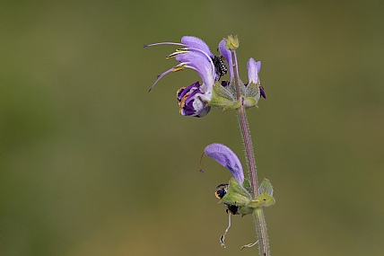 מרווה כחולה