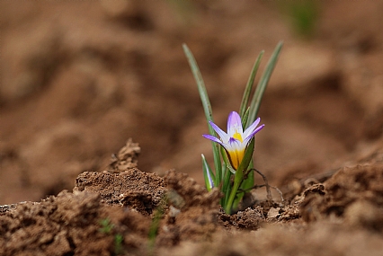 רומוליאת השלג
