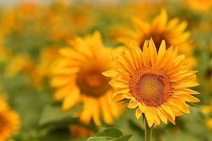 הגלויה והסמויה