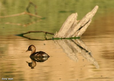 ברווזים באגם (ירוחם) 1