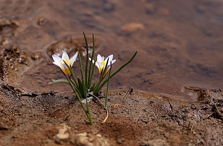 רומוליאת השלג 0
