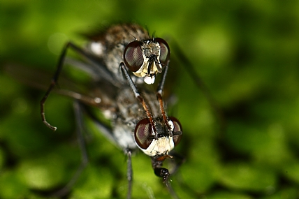 אהבה על המים | זבוב  זבובים