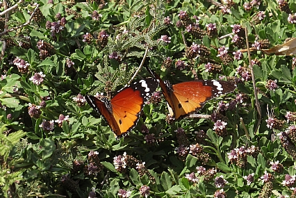 כמו זוג יונים