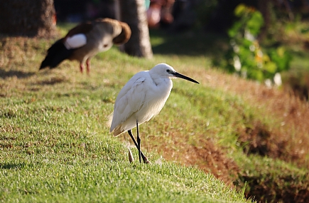 צילום: נתן אלייקים