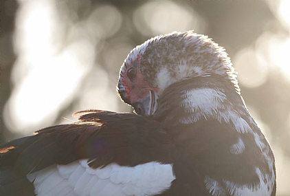 צילום: נתן אלייקים