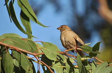 צילום: נתן אלייקים