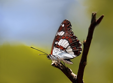 אצילית היערה