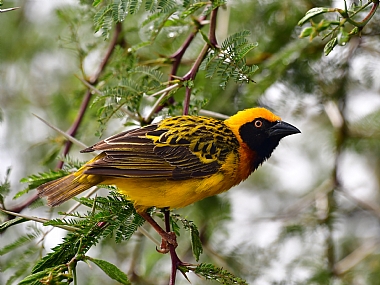 טוואית אפריקאית | ציפורים