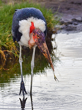 מריבו בציד צפרדעים | ציפורים