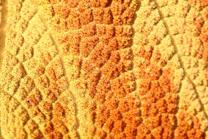 עלה אבסטרקטי | עלה אבסטרקט