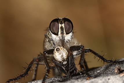 יש מה לאכול | זבוב טרפן טורף חרק