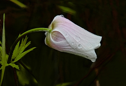 כלנית לבנה בשעות הבוקר