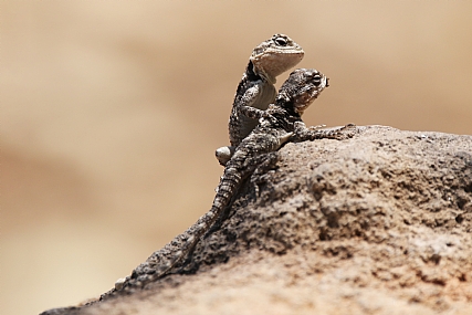 ''שומר אחי אנוכי ...''