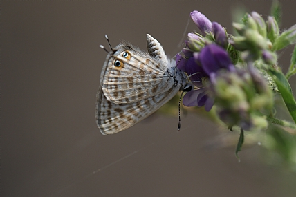 כחלון האספסת