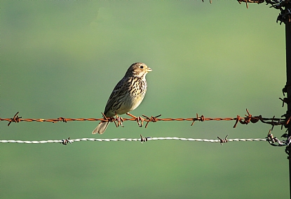 Bird On A Wire