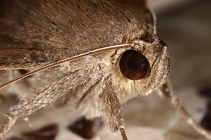 פרפר לילי | פרפר  
פרפר לילה  
מאקרו  
חרקים  
פרפרים
