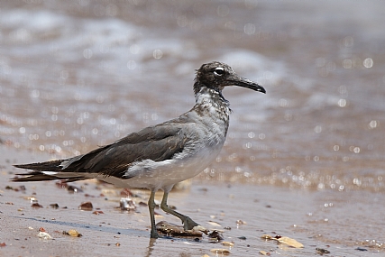 העוף שעל החוף | עוף על החוף  
ציפור  
עוף  
חוף  
ים