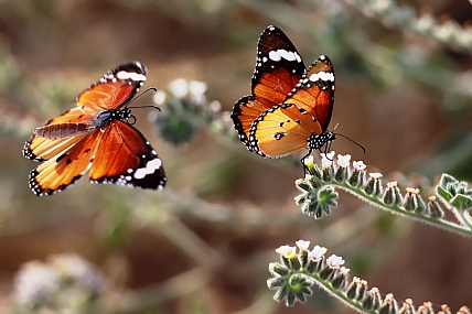 דנאית הדורה.. 