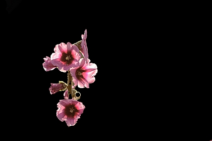 יפים בוורוד